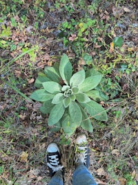 a person standing next to a plant in the ground